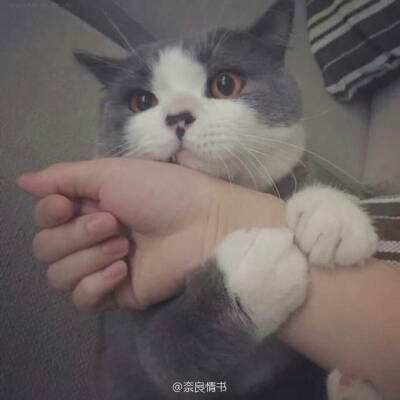魔卡幻想3d游戏下载